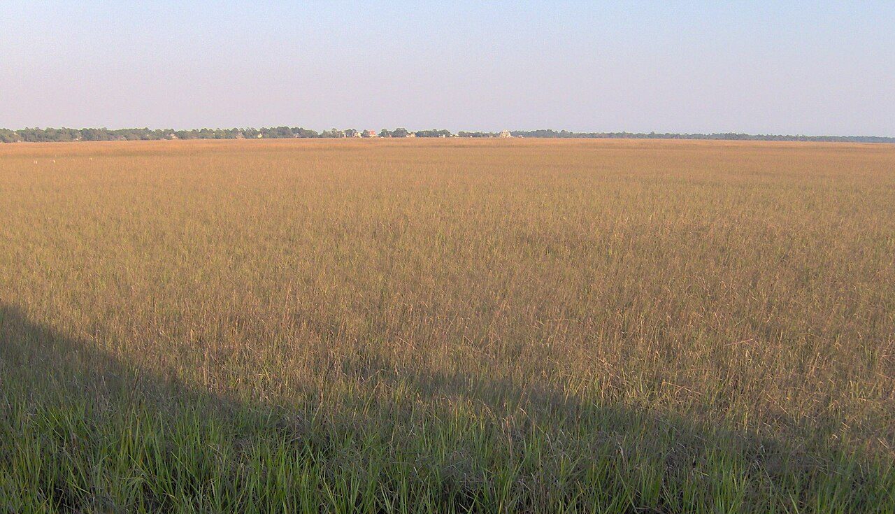 Salt marsh and tidal creek at Lazaretto Creek on the edge of Tybee Island
